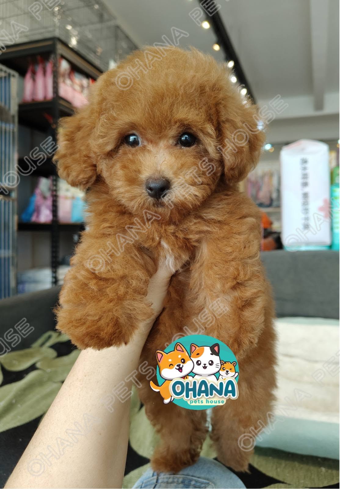 Ohana Pets House 3
