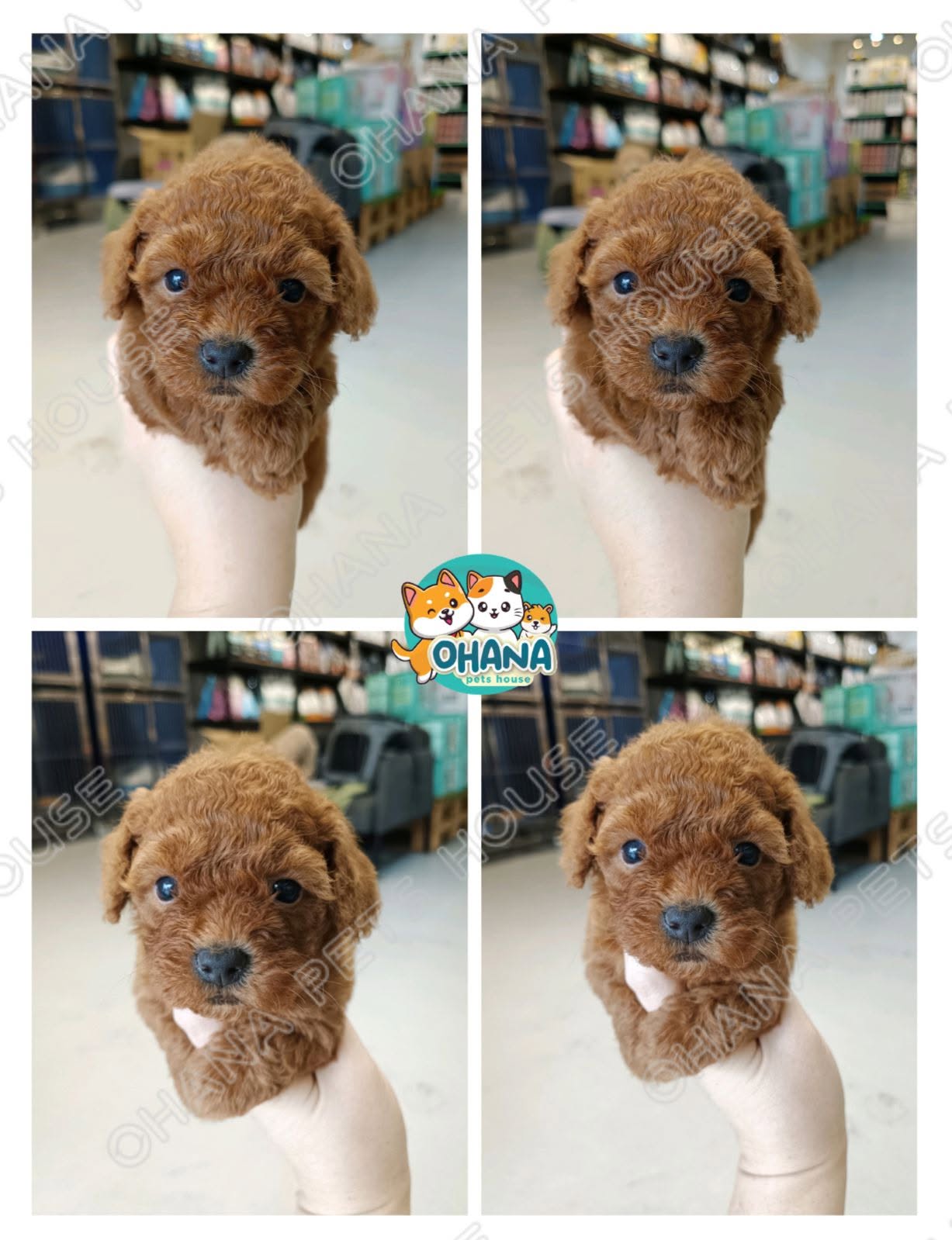 Ohana Pets House 9
