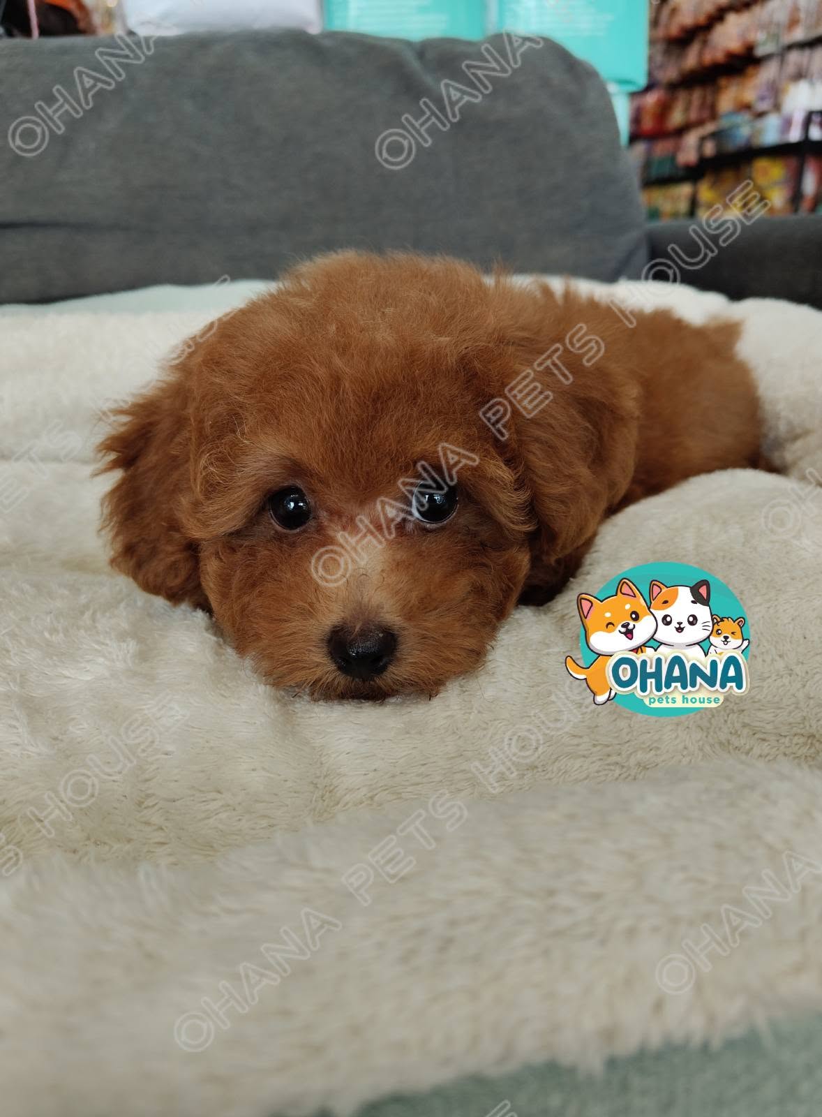 Ohana Pets House 10